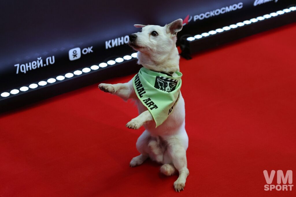 Моя собака - космонавт